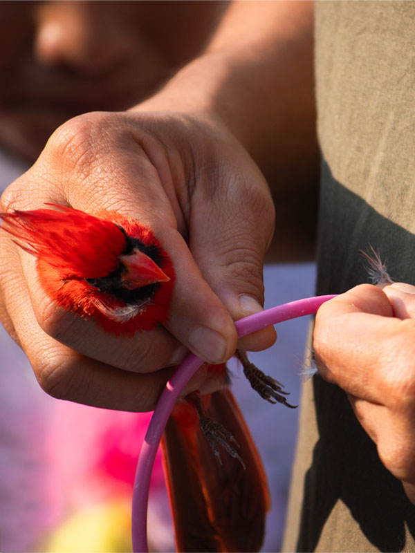 Biodiversidad